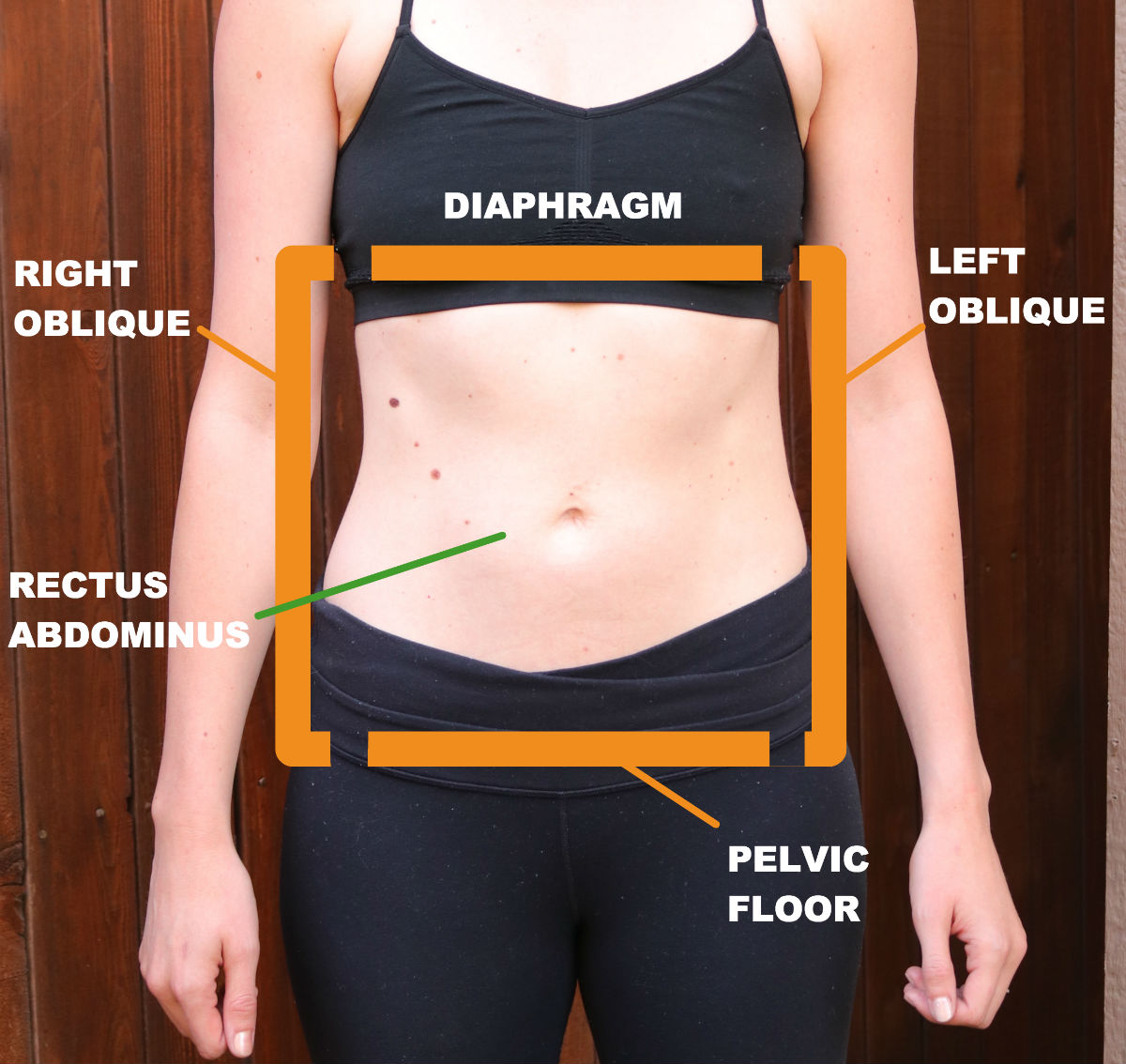 The muscles behind the valsalva maneuver: A woman's midsection with overlays indicating the position of various core muscles