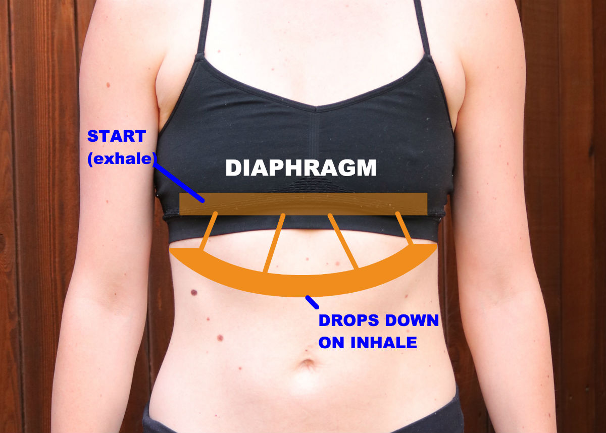 An image indicates the position of the diaphragm in the midsection, and how it drops downward during an inhalation.