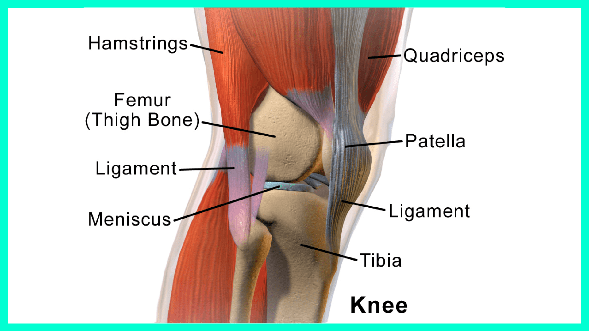 knee structure