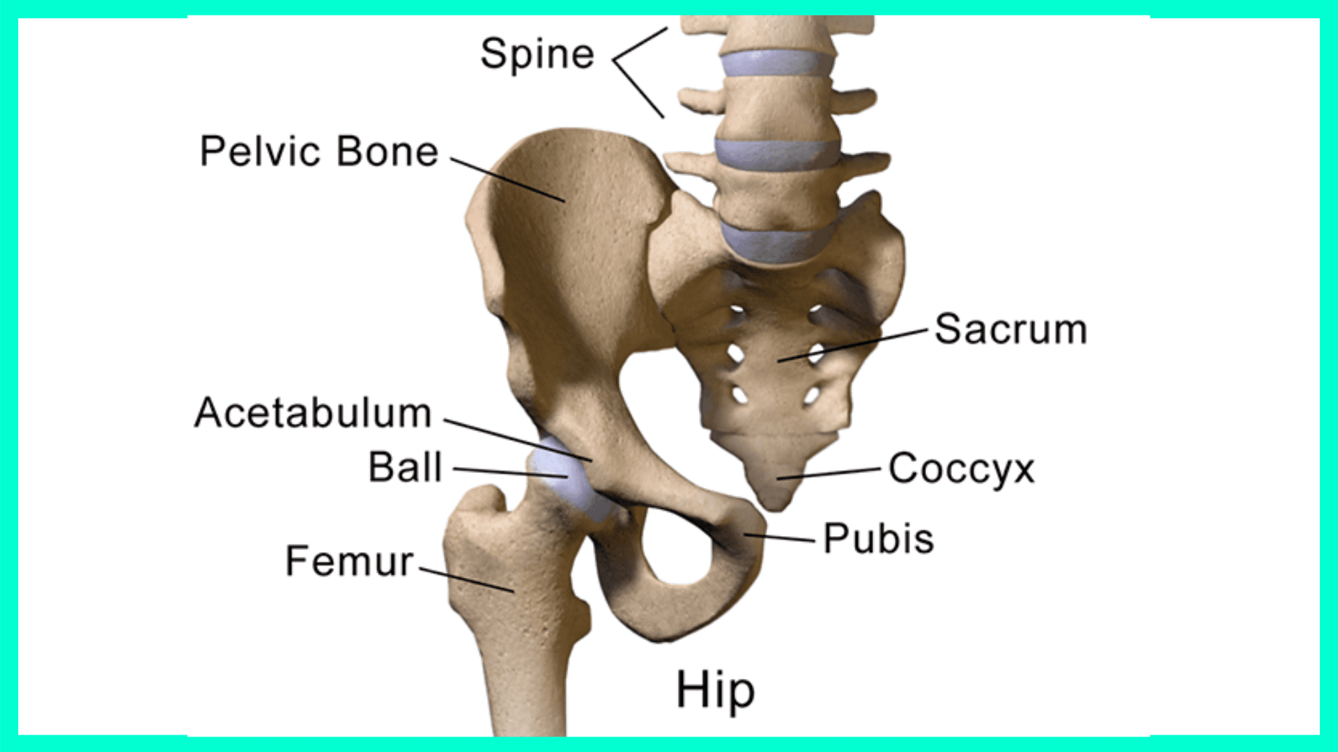 https://www.bornfitness.com/wp-content/uploads/2021/02/Squat-Form-2.png