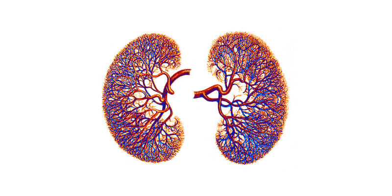 healthy kidneys and protein consumption